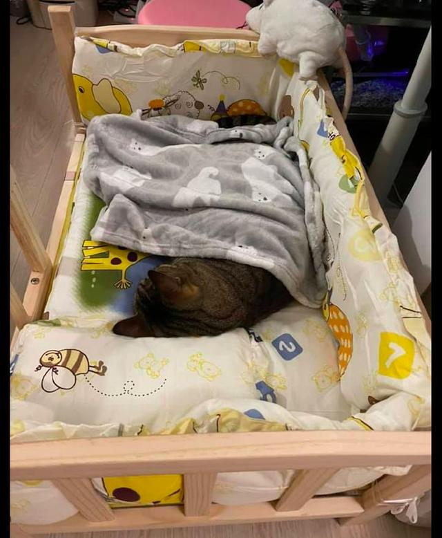 猫咪睡宠物床(给猫咪做床)