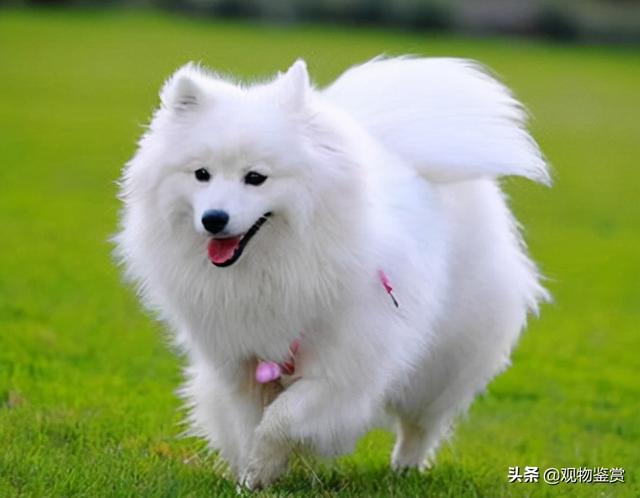 白色的大型宠物狗有哪些(白色长毛狗有几个品种)