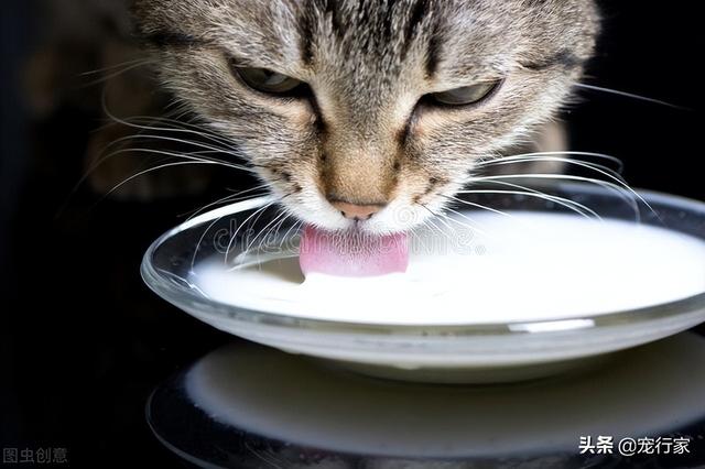 猫经常喝什么水对自己好(猫能喝纯牛奶吗)