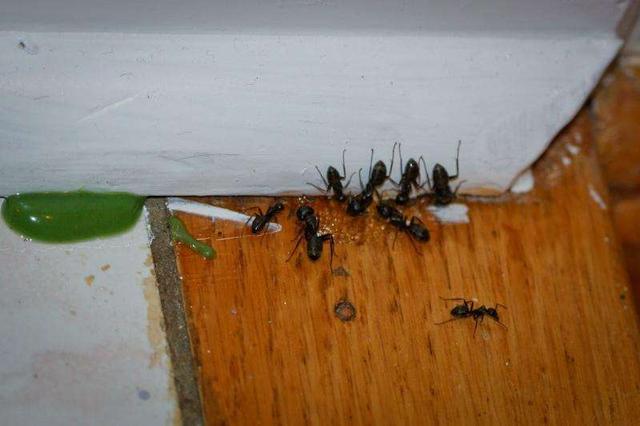 家里有蚂蚁用什么办法能彻底消除(彻底消灭蚂蚁最快方法)