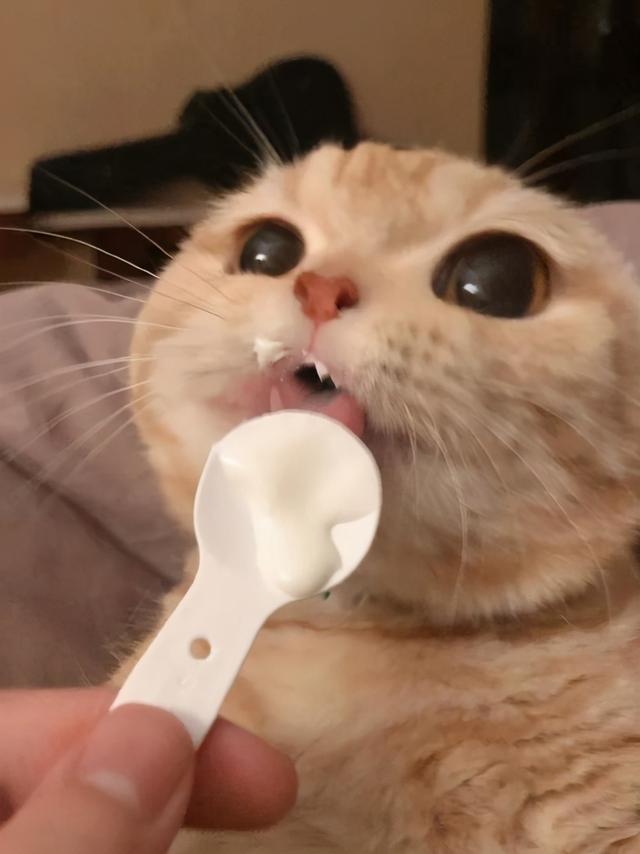 猫能喝发酵酸奶吗(猫能喝安慕希酸奶吗)