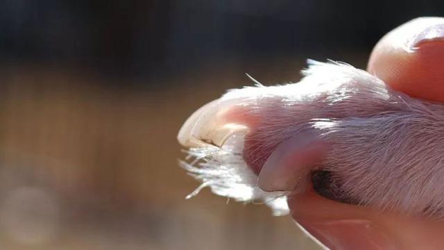 宠物狗能剪指甲吗(狗的指甲有黑的有白的)