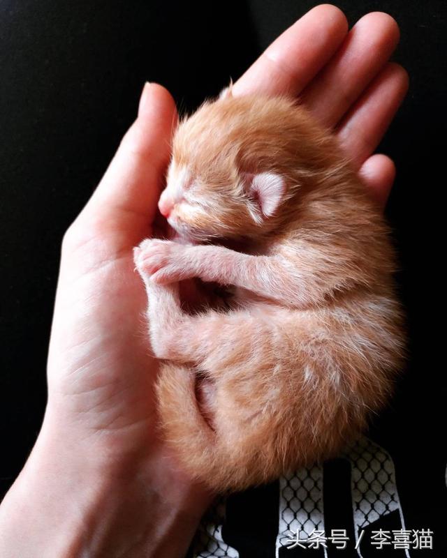 小奶猫是世界上最可爱的东西吗(超便宜又可爱的猫)