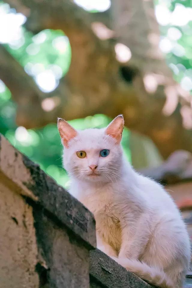 最好宠物猫多少钱一只(猫一只蓝眼珠一只黄眼珠是啥品种)