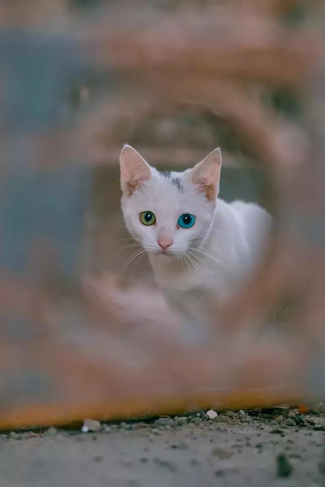 最好宠物猫多少钱一只(猫一只蓝眼珠一只黄眼珠是啥品种)