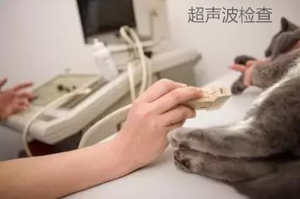 猫咪宠物体检多少钱(给猫全面体检一次多少钱)