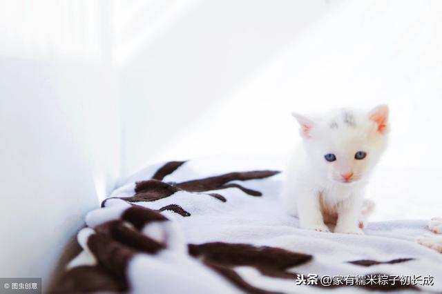 蓝白猫最贵多少钱一只(猫最贵多少钱一只)