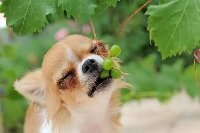 宠物狗能吃葡萄吗(小宠物狗可以吃肉吗)