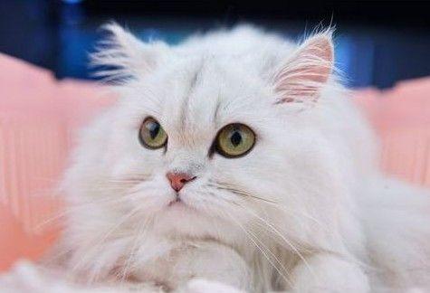 12星座专属宠物猫白羊座(十二星座的守护仙女猫)
