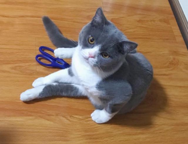 英短蓝白赛级猫(蓝白和英短配的幼猫图片)
