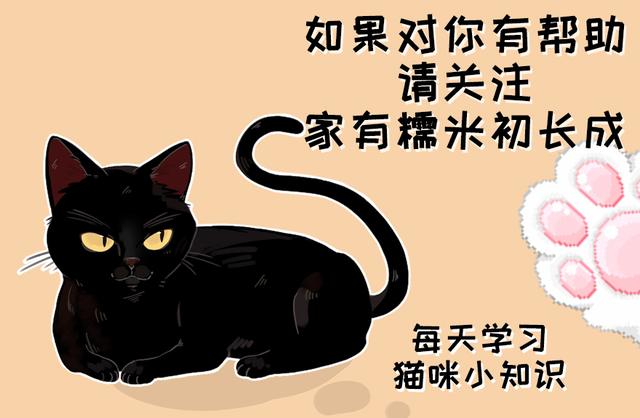 猫用体内驱虫药哪个好(猫驱虫先内驱还是外驱)