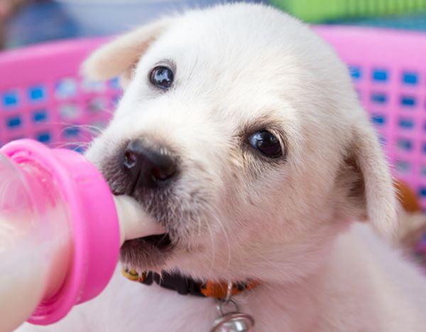狗狗可以长期喝羊奶吗(羊奶对狗狗的好处)