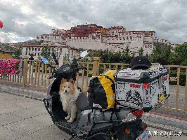 西藏自驾可以带狗吗(自驾川藏高原反应)