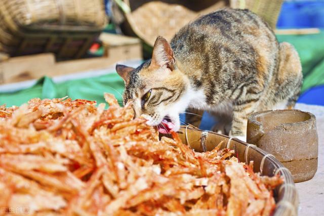 宠物猫能喂鱼虾吗(猫能喂小鱼吗)