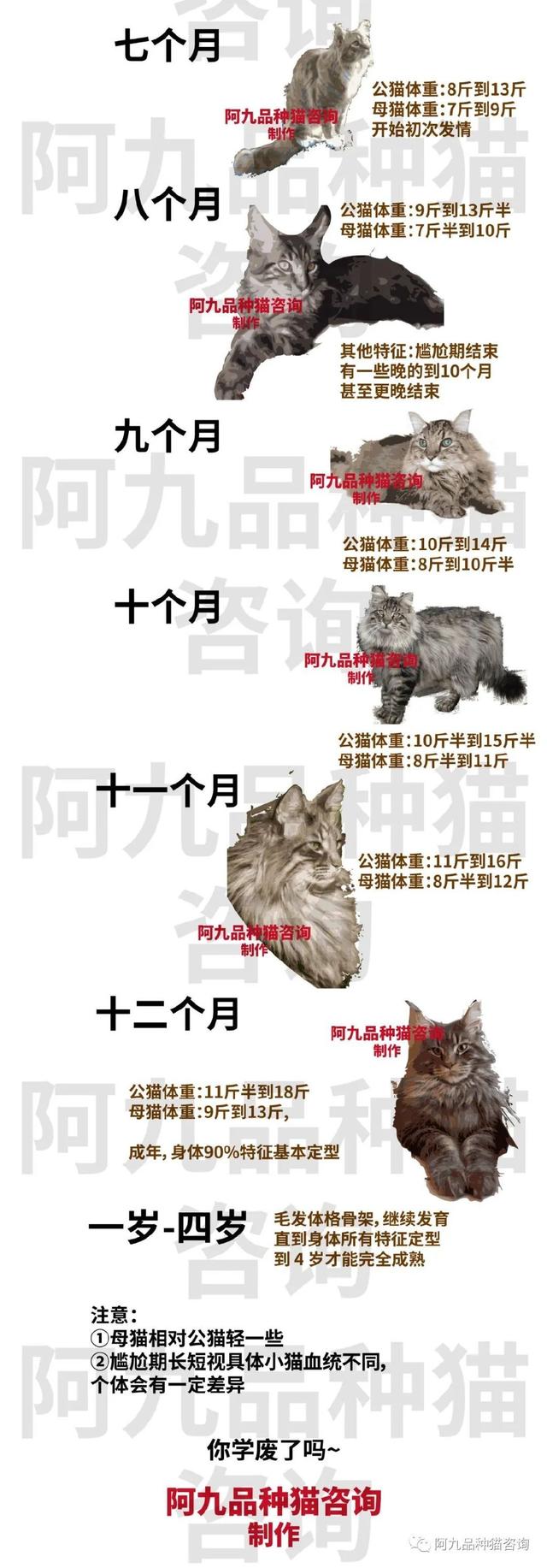 缅因宠物猫(缅因爆毛的过程)