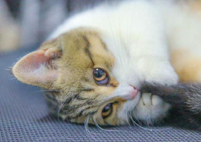 宠物猫鼻塞爱流泪怎么回事(猫眼睛流泪的治疗方法)