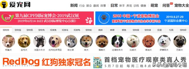 海口宠物狗领养网站(日本宠物网站)