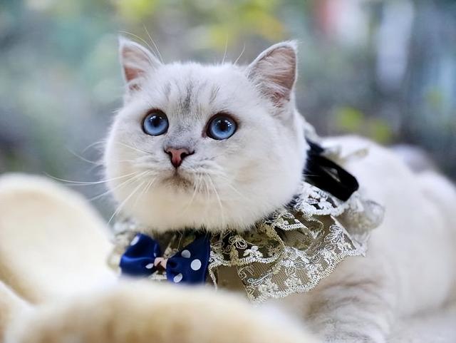 银点宠物猫多少钱一只(银点猫饲养方法)