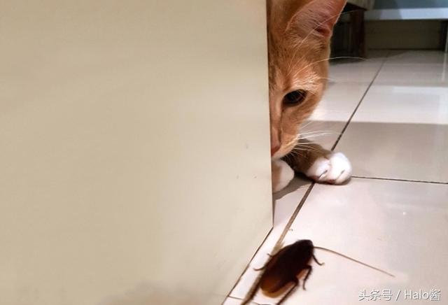 宠物猫误食蟑螂怎么办(猫能治蟑螂吗)