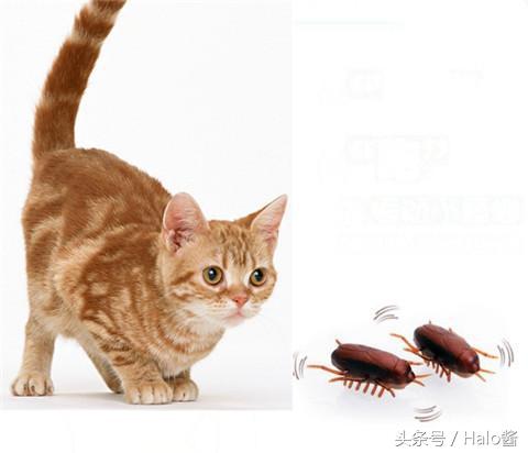 宠物猫误食蟑螂怎么办(猫能治蟑螂吗)