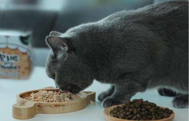 猫只吃猫粮会生病吗(猫吃什么猫粮最好)