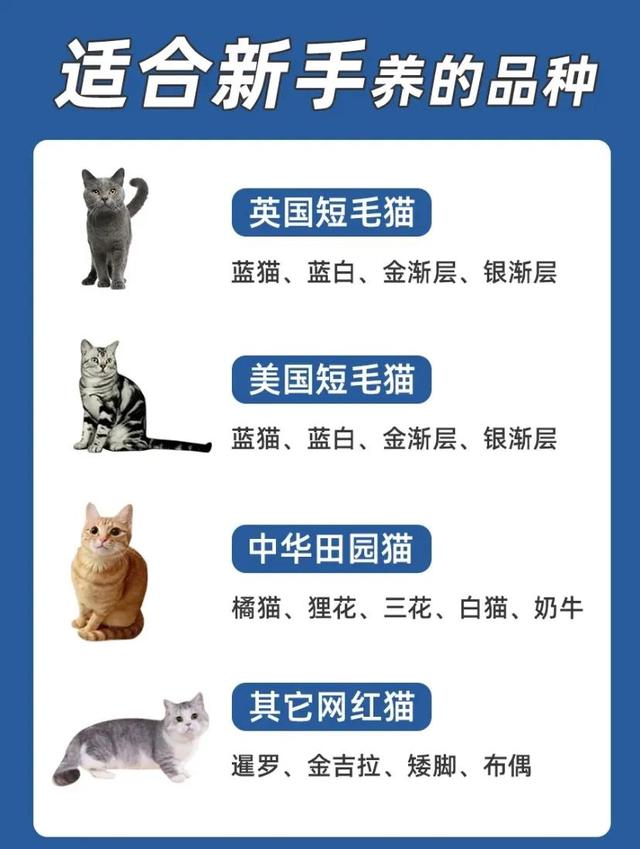 沈阳宠物市场小猫300元(猫生一只小猫吉利吗)