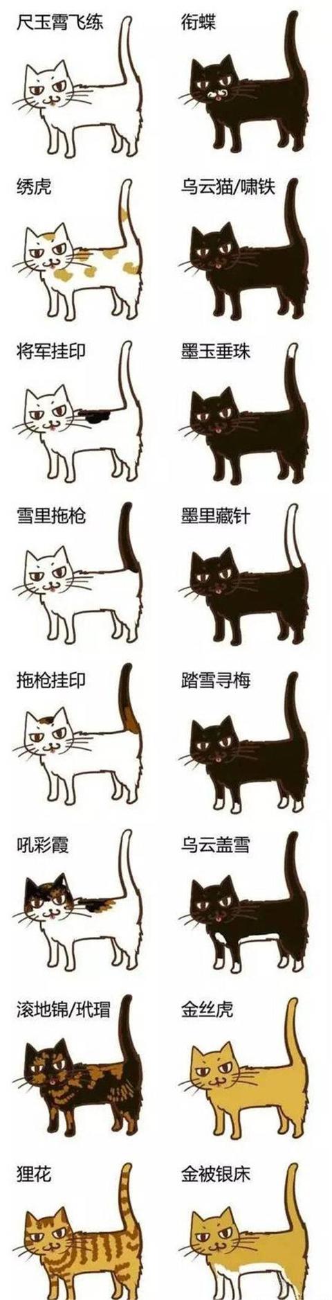 纯种宠物猫视频大全(纯种雪豹猫图片)