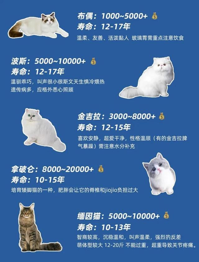 宠物猫卖多少钱一只(蓝莓猫价格多少钱一只)