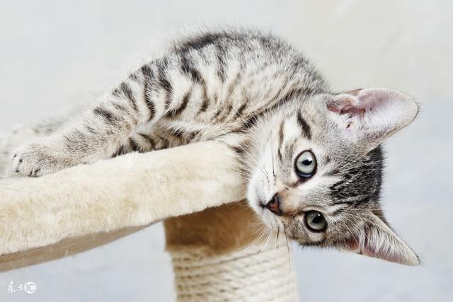 猫身上的细菌会传染给人吗(被猫睡过的床细菌多吗)