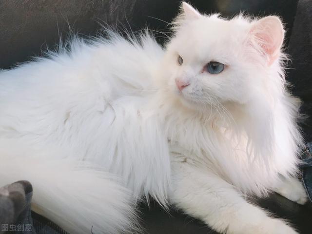 白色宠物猫品种介绍(英短猫白色的)