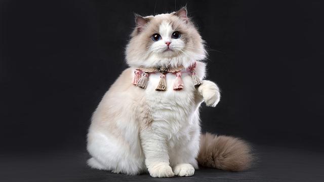 纯种布偶猫能卖多少钱(纯种布偶幼猫照片)