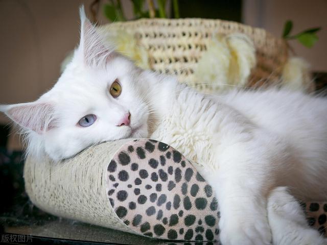 白色宠物猫品种介绍(英短猫白色的)