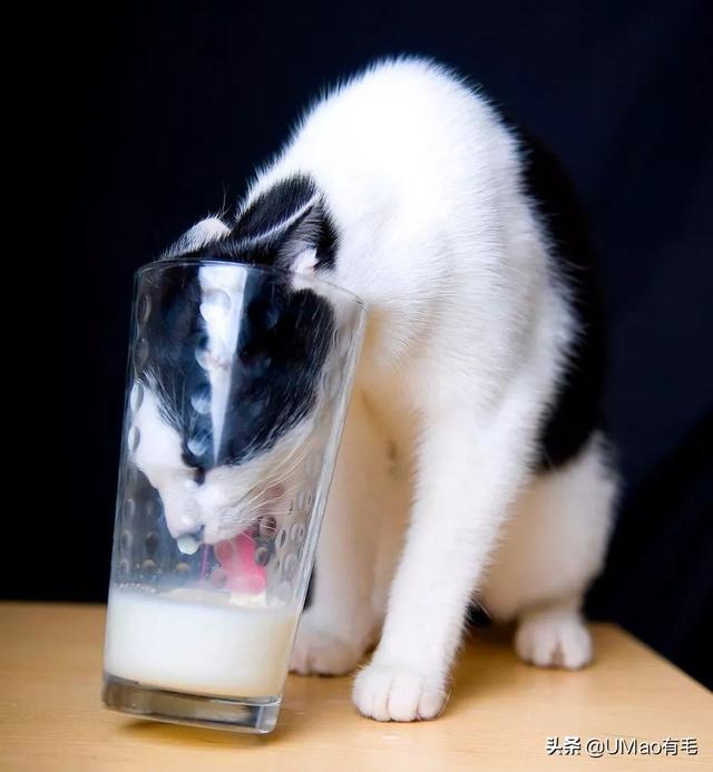宠物猫能喝纯牛奶吗(穷人养猫法)