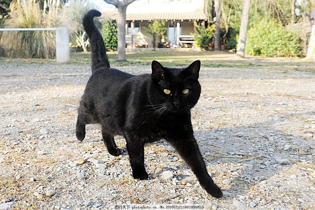 黑猫宠物智商有多少(黑猫四脚踏雪多少钱一只)