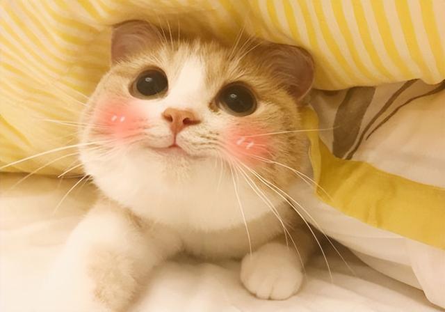 猫咪眼睛问题咨询线上宠物医生(猫咪在线问答)