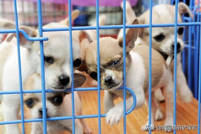 广州哪里有卖宠物狗的市场(附近卖狗市场)