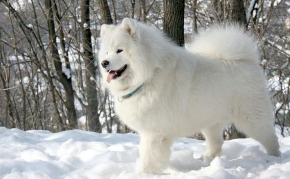 白色小体宠物犬(白色的像泰迪的狗)