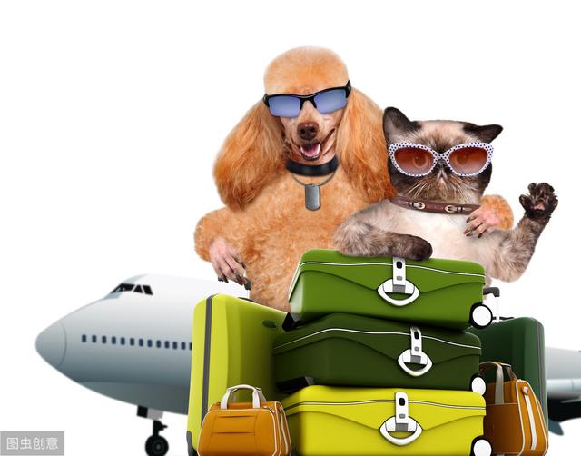 航空公司托运宠物要求流程(飞机运输宠物价格表)