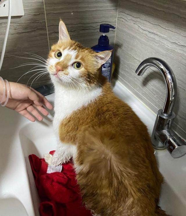 猫去宠物店洗澡多少钱(猫洗澡一般多少钱)
