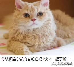 广州哪里买宠物猫便宜(自家宠物猫去哪卖)
