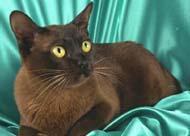 纯黑色宠物猫的品种(黑色斑纹猫是什么猫)