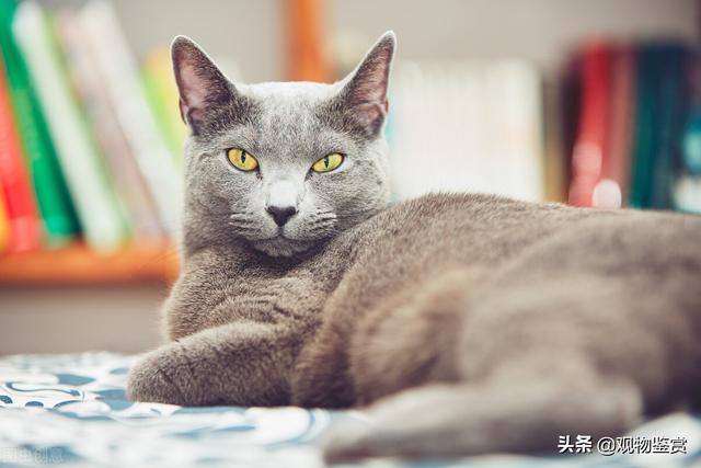 灰色宠物猫多少钱一只(适合做宠物的猫)