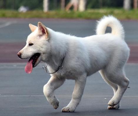 白色宠物狗小型(白色的狗大型犬)