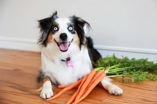 宠物狗能吃菜吗(狗吃什么菜最好呢)