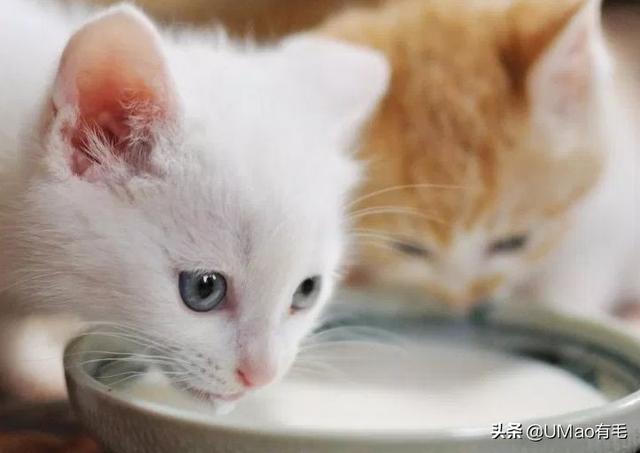 宠物猫能喝纯牛奶吗(穷人养猫法)