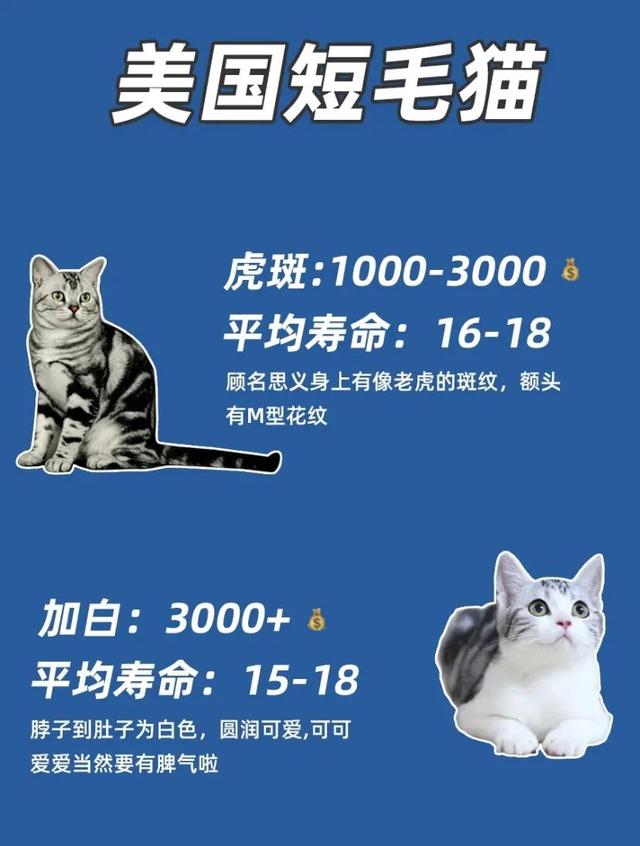 开封宠物猫多少钱一只(猫舍寄养猫咪一天多少钱)