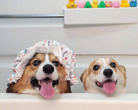 狗狗二个月可以洗澡吗(狗狗第一次洗澡的注意事项)