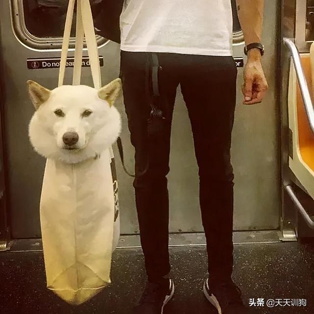 宠物能上地铁吗(小宠物狗可以带入地铁吗)