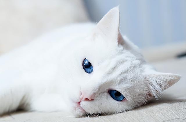 宠物猫眼部疾病有哪些(猫神经系统疾病)