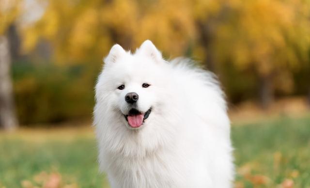 萨摩耶犬多少钱一只20公斤以上(萨摩狗多少一只)